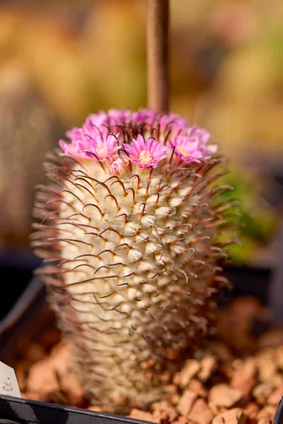 Bellas Imágenes Con Varios Cactus Florecientes Con Enfoque Selectivo —  Fotos de Stock