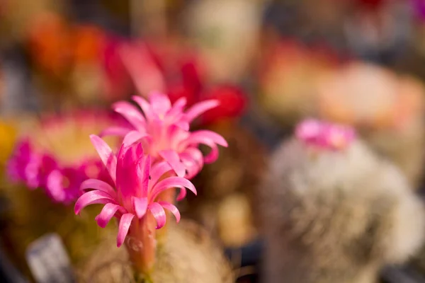 Krásné Obrázky Různými Kvetoucími Kaktusy Selektivním Zaměřením — Stock fotografie