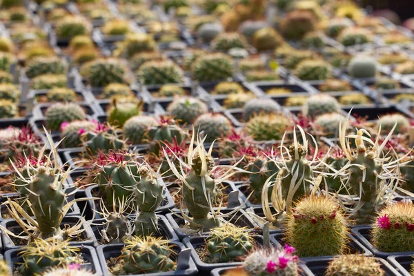 Beautiful Images Various Flowering Cacti Selective Focus — Stock Photo, Image