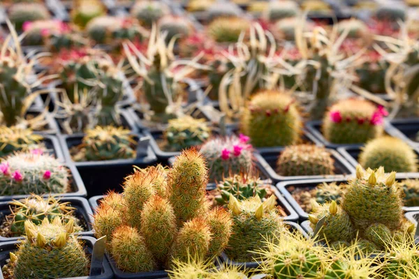 Gyönyörű Képek Különböző Virágos Kaktuszokkal Szelektív Fókusszal — Stock Fotó