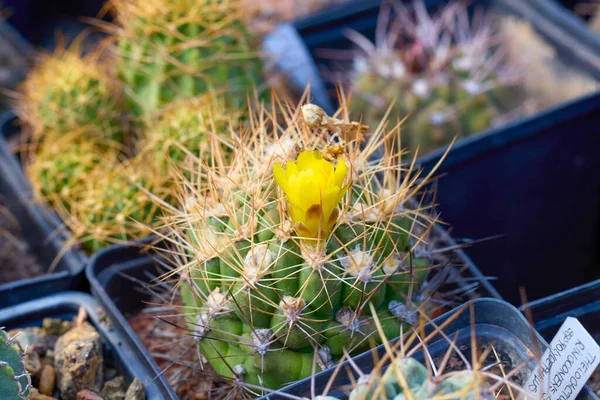 stock image beautiful images with various flowering cacti with selective focus.