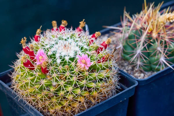 Beautiful Images Various Flowering Cacti Selective Focus — Stock Photo, Image