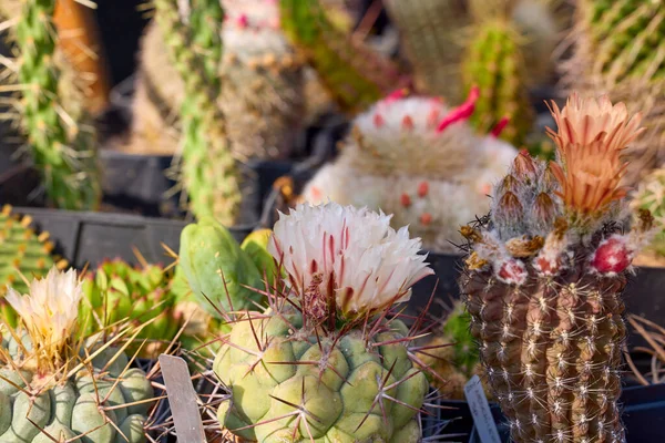 stock image beautiful images with various flowering cacti with selective focus.