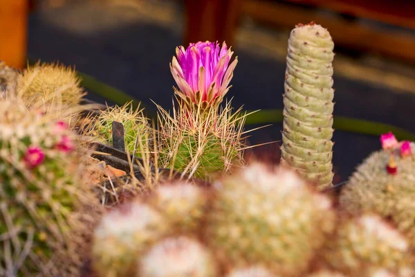 Bellas Imágenes Con Varios Cactus Florecientes Con Enfoque Selectivo — Foto de Stock