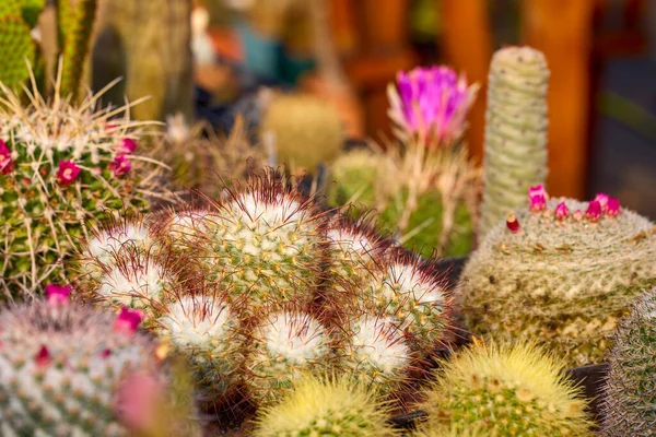Gyönyörű Képek Különböző Virágos Kaktuszokkal Szelektív Fókusszal — Stock Fotó