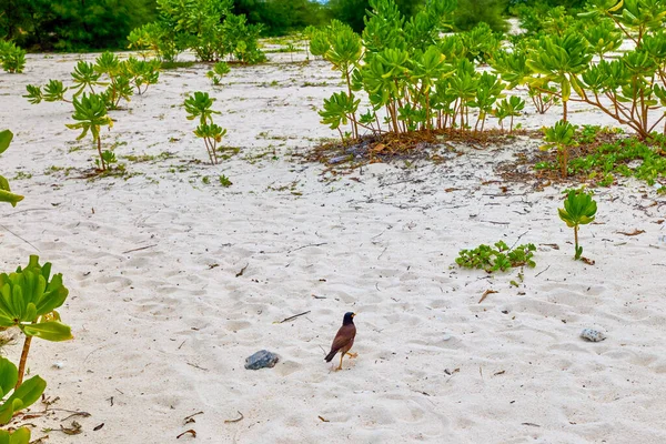 Phuket Tayland 26 Mayıs 2023. Phi Phi Adaları Tur Resimleri, Seyahat Manzarası.