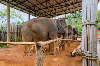 Phuke Tayland 28 Mayıs 2023 Fillerin turistlere yem edildiği Fil Ormanı tapınağından görüntüler.