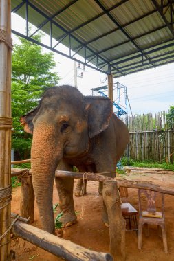 Phuke Tayland 28 Mayıs 2023 Fillerin turistlere yem edildiği Fil Ormanı tapınağından görüntüler.