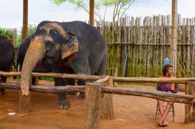 Phuke Tayland 28 Mayıs 2023 Fillerin turistlere yem edildiği Fil Ormanı tapınağından görüntüler.
