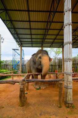 Phuke Tayland 28 Mayıs 2023 Fillerin turistlere yem edildiği Fil Ormanı tapınağından görüntüler.