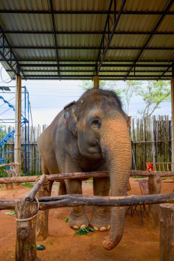 Phuke Tayland 28 Mayıs 2023 Fillerin turistlere yem edildiği Fil Ormanı tapınağından görüntüler.