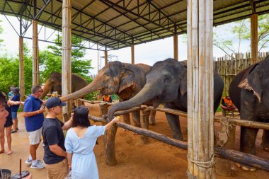 Phuke Tayland 28 Mayıs 2023 Fillerin turistlere yem edildiği Fil Ormanı tapınağından görüntüler.