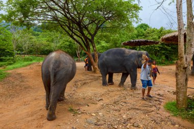 Phuke Tayland 28 Mayıs 2023 Fillerin turistlere yem edildiği Fil Ormanı tapınağından görüntüler.