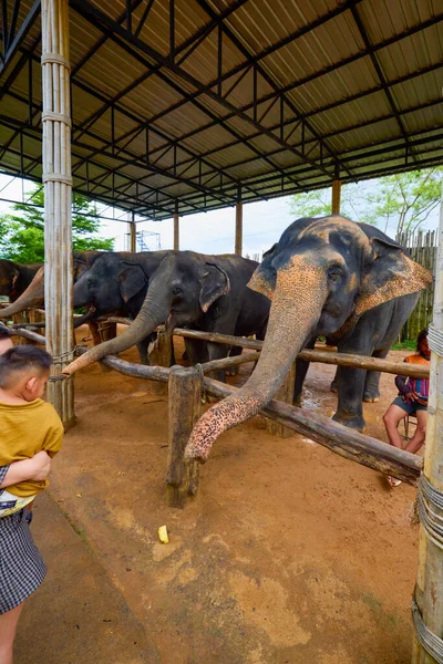 Phuke Thailand 2023 코끼리 정글짐 보호구역 코끼리가 관광객들에게 먹이를 — 스톡 사진