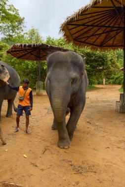 Phuke Tayland 28 Mayıs 2023 Fillerin turistlere yem edildiği Fil Ormanı tapınağından görüntüler.