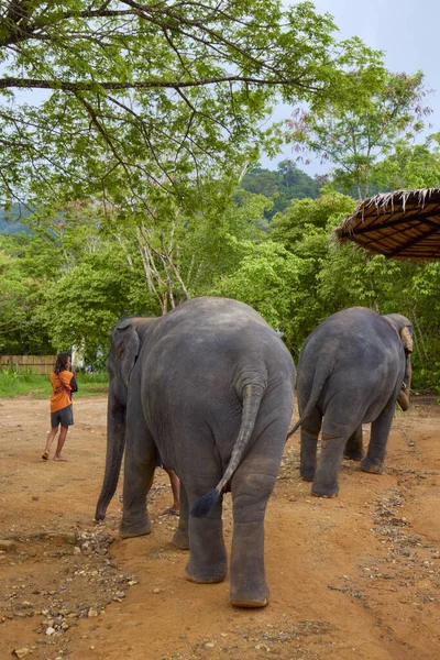 Phuke Tajlandia Może 2023 Obrazy Sanktuarium Słoń Dżungli Gdzie Słonie — Zdjęcie stockowe