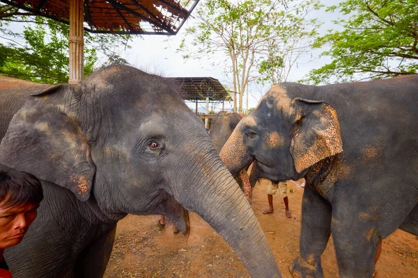 Пхуке Таиланд Мая 2023 Года Изображения Святилища Слоновых Джунглей Слоны — стоковое фото