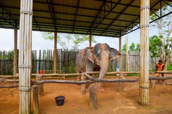 Пхуке Таиланд Мая 2023 Года Изображения Святилища Слоновых Джунглей Слоны — стоковое фото