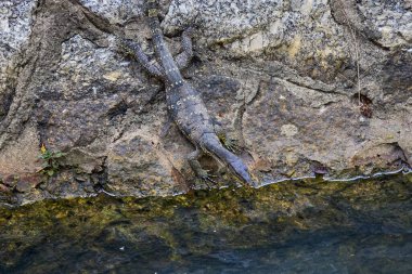 Küçük yavrusu, monitör kertenkele bir şelale yakınındaki taş