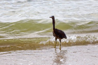 Mor balıkçıl (Ardea purpurea) Phuket Tayland 'da bir plajda balık avlar..