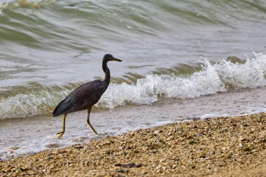 Mor balıkçıl (Ardea purpurea) Phuket Tayland 'da bir plajda balık avlar..