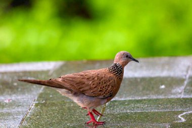 Bir kayanın üzerinde dinlenen kuş görüntüsü. Spilopelia chinensis, benekli güvercin olarak bilinir, bu kuş, Güneydoğu Asya 'da yaygın olarak görülen küçük bir tür uzun kuyruklu güvercindir..