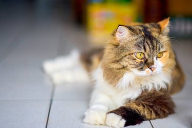 Phuket Tayland 'da bir sokakta kedi portresi