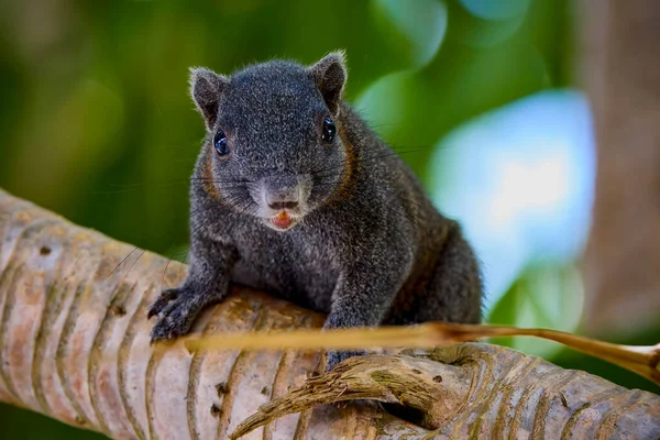 Eichhörnchen Klettert Auf Einen Palmenstamm Und Palmenwedel Hintergrund — Stockfoto
