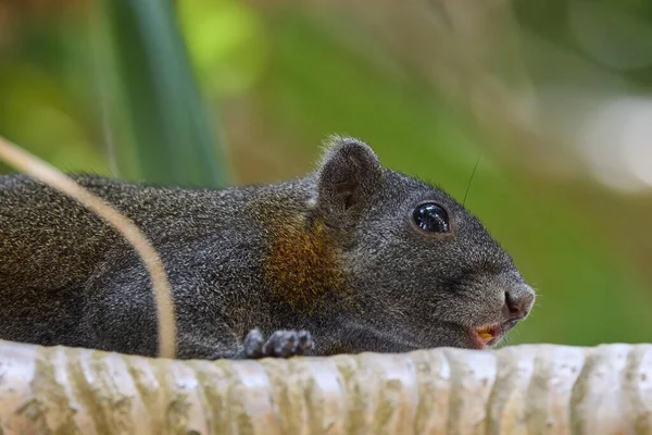Eichhörnchen Klettert Auf Einen Palmenstamm Und Palmenwedel Hintergrund — Stockfoto