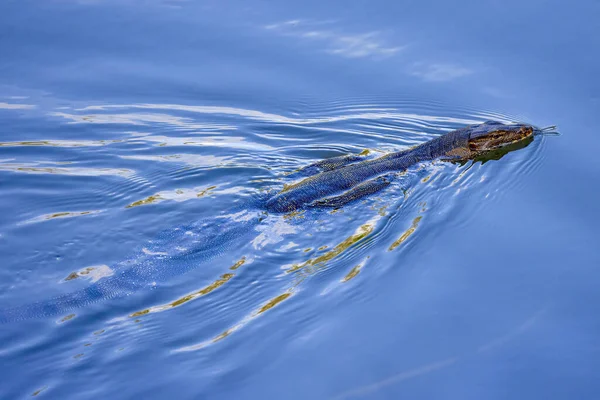 Varanus Komodoensis Pływanie Wodzie Rzeki — Zdjęcie stockowe