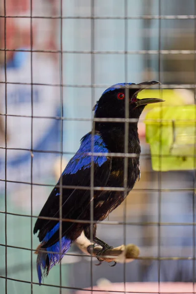 Oiseau Noir Avec Des Taches Bleues Des Yeux Rouges Gardés — Photo