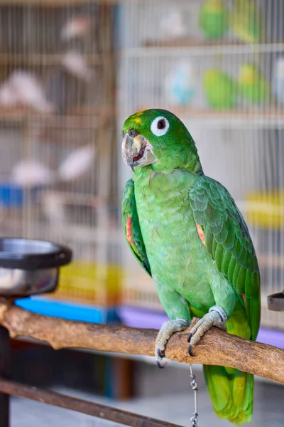 Papuga Sklepie Zoologicznym Tajlandii — Zdjęcie stockowe