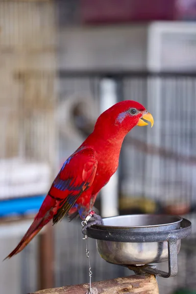 Egy Papagáj Egy Kisállat Boltban Thaiföldön — Stock Fotó