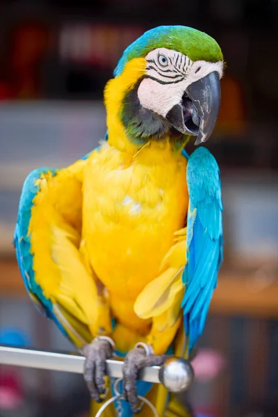 Papegoja Djuraffär Thailand — Stockfoto