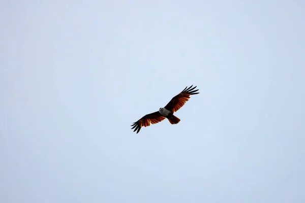 Άγριος Αετός Που Πετάει Στον Ουρανό — Φωτογραφία Αρχείου