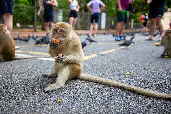 Família de macacos engraçados, Phuket Town Gypsy - Tailândia