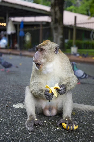 Małpa Ulicy Tajlandii Gdzie Turyści Przychodzą Dać Jedzenie — Zdjęcie stockowe