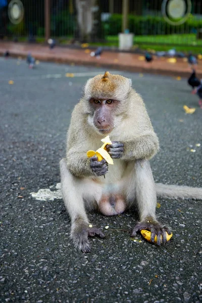 観光客が食べ物を与えるために来るタイの通りで猿 — ストック写真