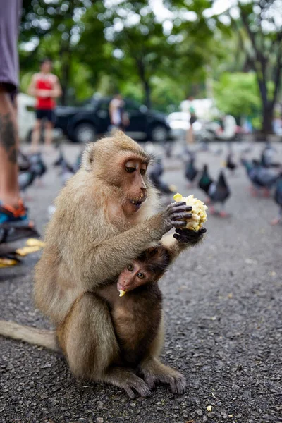 泰国一条街上的猴子 游客们在那里给它提供食物 — 图库照片