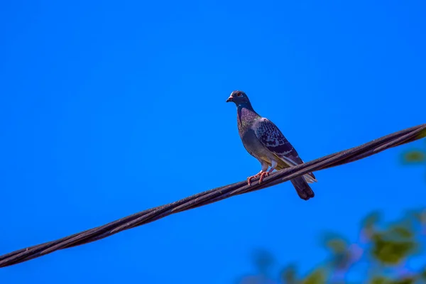 Eine Taube Die Auf Dem Stromkabel Ruht — Stockfoto