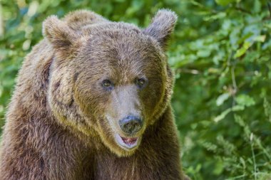 Romanya 'nın Transfagarasan kentinde çekilmiş kahverengi ayı. Çok sayıda ayıyla meşhur olmuş bir yer..