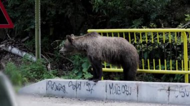 Kahverengi ayı Romanya 'nın Transfagarasan kentinde çekildi. Çok sayıda ayıyla meşhur olmuş bir yer..