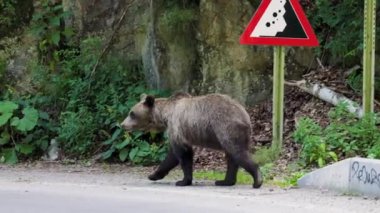 Kahverengi ayı Romanya 'nın Transfagarasan kentinde çekildi. Çok sayıda ayıyla meşhur olmuş bir yer..