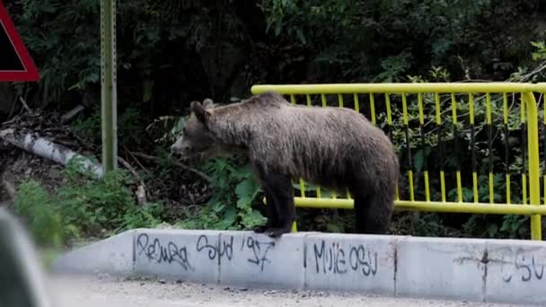 루마니아 트랜스파가라산에서 촬영한 갈색곰 다수의 곰으로 유명해진 — 비디오