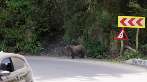 2023年7月21日 罗马尼亚 特拉夫加兰 棕熊在罗马尼亚的特拉法根拍摄 一个以大量熊而闻名的地方 — 图库视频影像