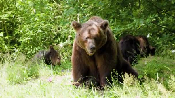 棕熊在罗马尼亚的特拉法根拍摄 一个以大量熊而闻名的地方 — 图库视频影像