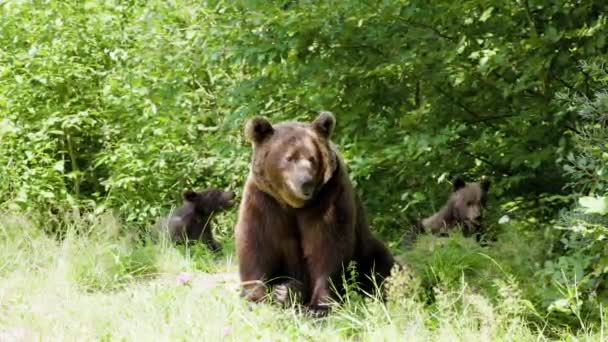 ルーマニアのトランスファガラサンで撮影された茶色のクマ 熊の数が多いことで有名になった場所 — ストック動画