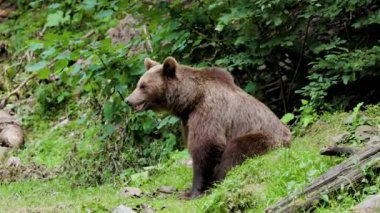 Kahverengi ayı Romanya 'nın Transfagarasan kentinde çekildi. Çok sayıda ayıyla meşhur olmuş bir yer..