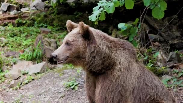 Καφέ Αρκούδα Γυρίστηκε Στο Τρανσφαγκαρασάν Της Ρουμανίας Ένα Μέρος Που — Αρχείο Βίντεο