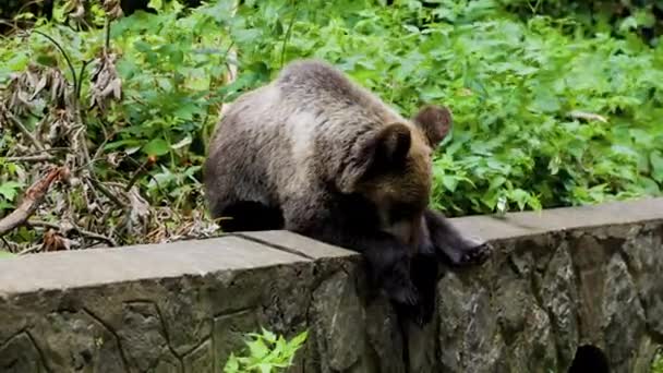 ルーマニアのトランスファガラサンで撮影された茶色のクマ 熊の数が多いことで有名になった場所 — ストック動画
